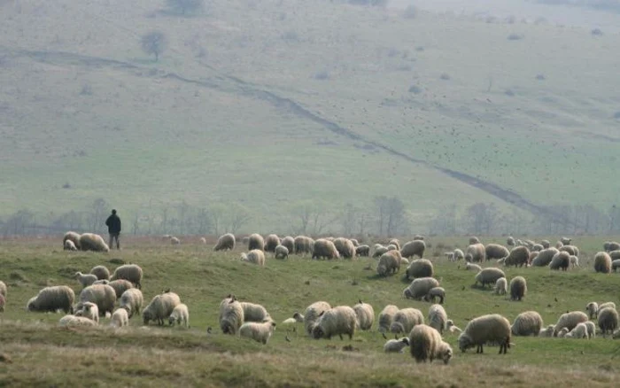 Proprietarul turmei îşi trimite, în fiecare an, oile în Sălaj FOTO Arhivă