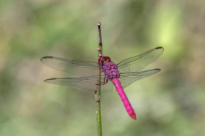 Libelulă Orthemis discolor, FOTO Wikipedia