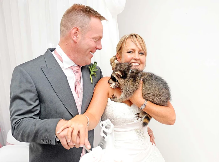 Tarantula s-a plimbat pe mese