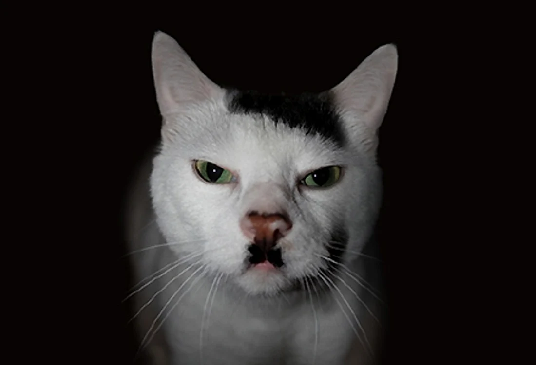 Kitler