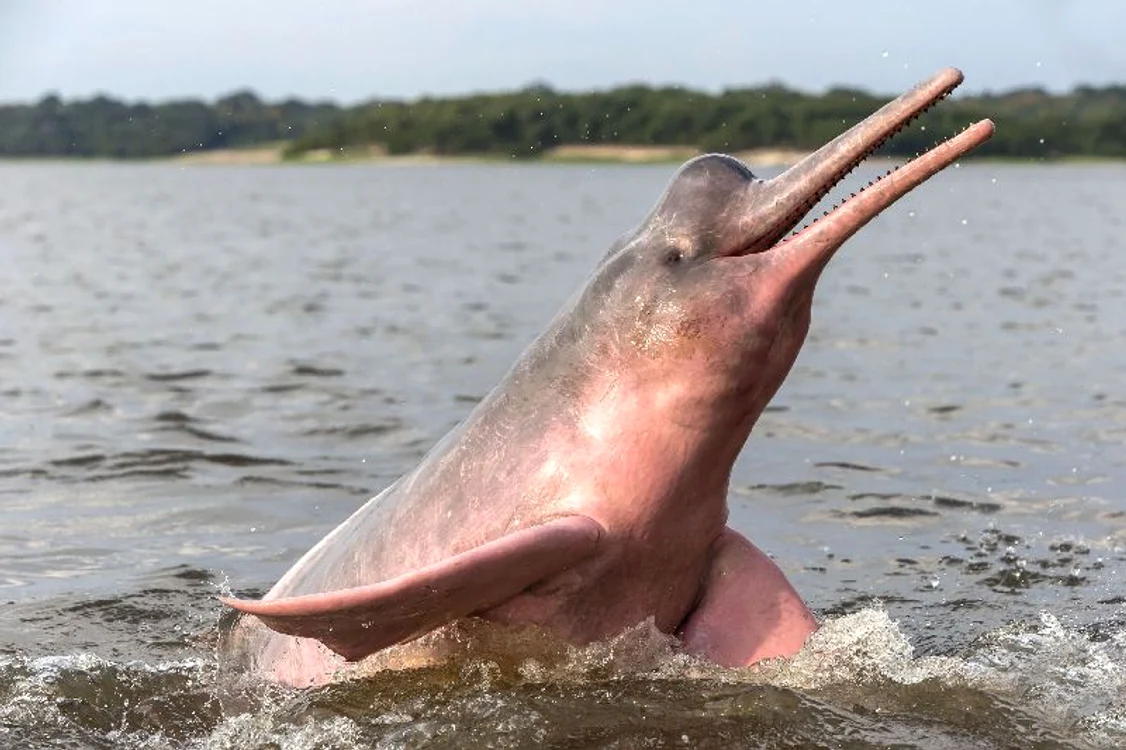 Delfin roz (foto: Photoland/Caters)