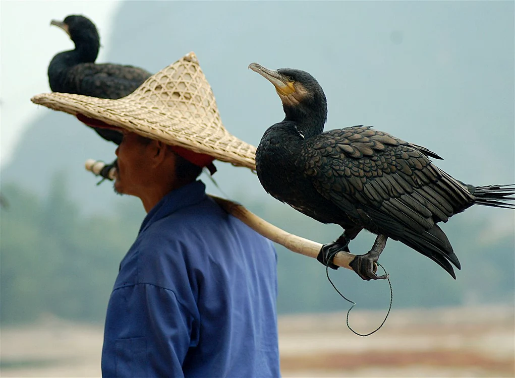 Un pescar cu cormorani, în China
