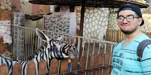 un magar pictat in zebra la gradina zoologica din cairo foto facebook 