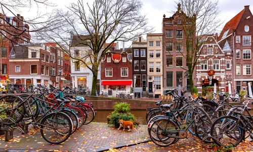 amsterdam pisica shutterstock jpg