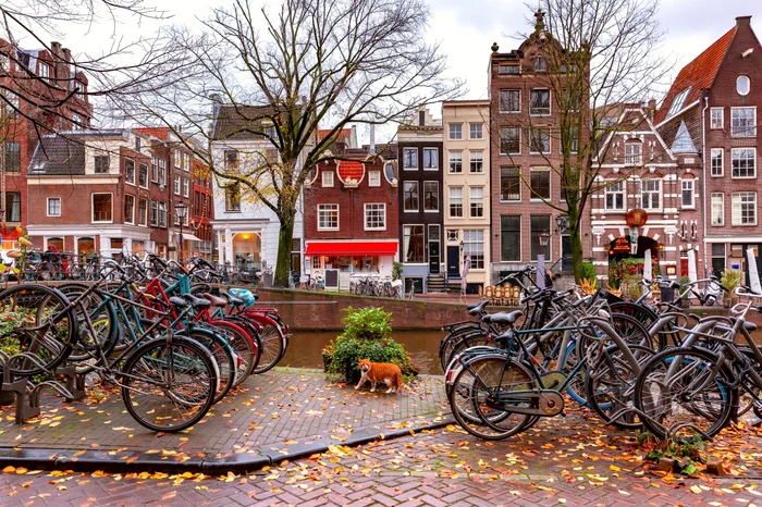 Pisicile din Amsterdam cad des în canalele din jurul orașului (Foto: Shutterstock)