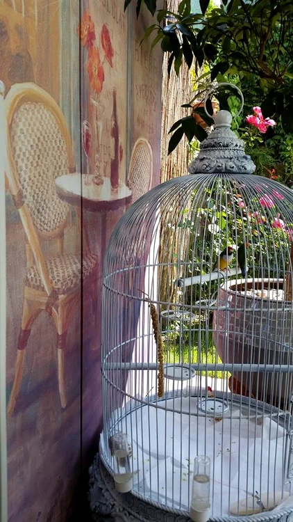 Cintezele Andreei Marin