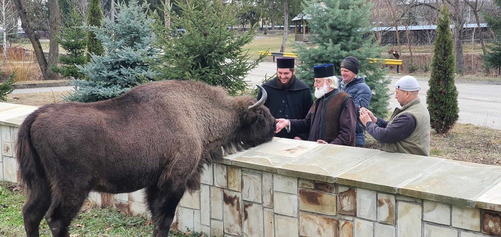 Zimbrul-prieten cu călugării de la Mănăstirea Neamţ. „Simbolul măreţiei Moldovei“ FOTO