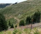 padure godeanu foto ocolul silvic orastie