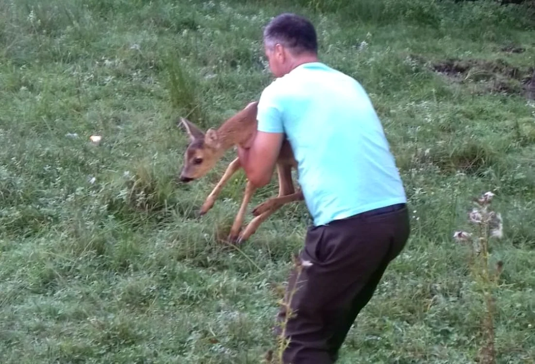 Animalul a fost preluat de lucrătorii A.J.V.P.S. care a l-au redat mediului natural. Foto IJJ Argeş