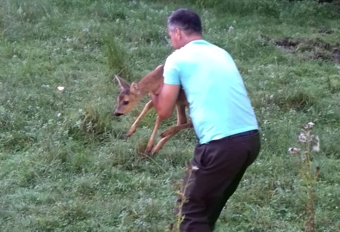 Animalul a fost preluat de lucrătorii A.J.V.P.S. care a l-au redat mediului natural. Foto IJJ Argeş