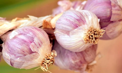 tinctura de usturoi beneficii jpeg