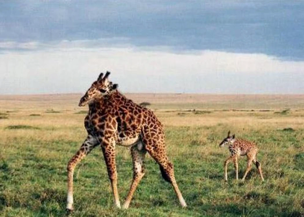 Girafă fără gât