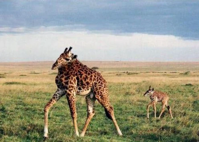 Girafă fără gât