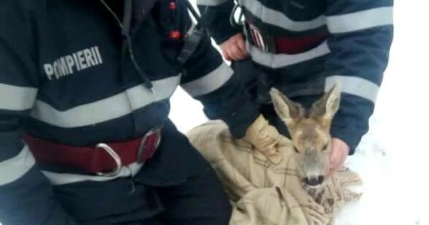 Pui caprioara salvat FOTO News.ro