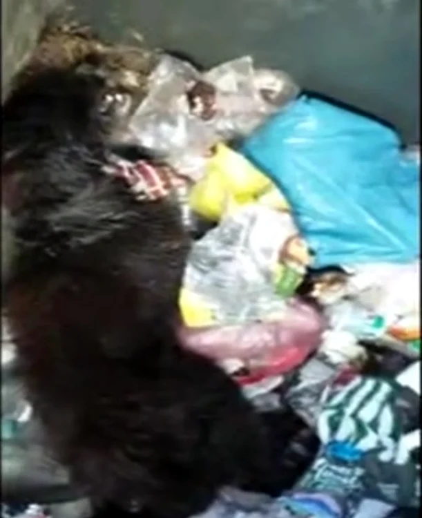 leşurile sunt adunate de oamenii care asigură curăţenia şi aruncate în tomberoanele amenajate în oraşcaptură: România Tv