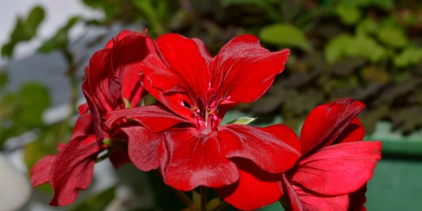 calarasi muscata