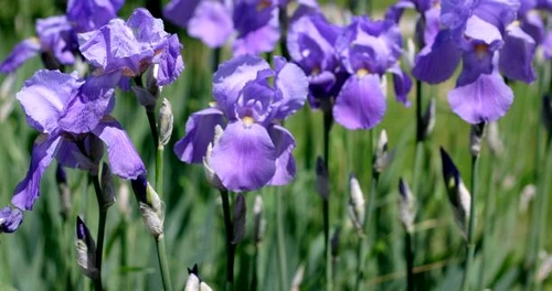 Iris x hollandica 2 jpg jpeg