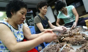 Bucatarese gatind carne de caine în Coreea de Sud Foto GettyImages 53193146 jpg