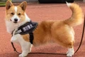 fuzai caine corgi politist jpg