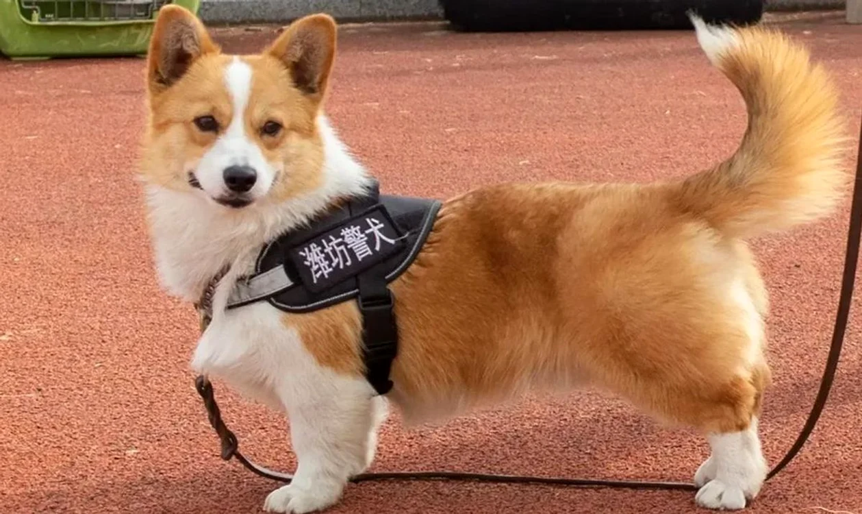 Fuzai, un Corgi polițist din China