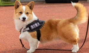 fuzai caine corgi politist jpg