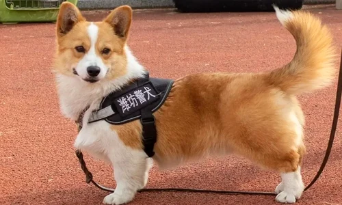 fuzai caine corgi politist jpg