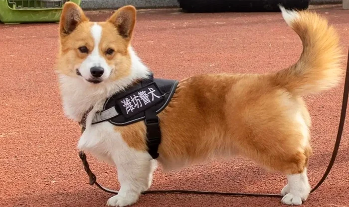 Fuzai, un Corgi polițist din China