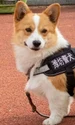 fuzai caine corgi politist jpg