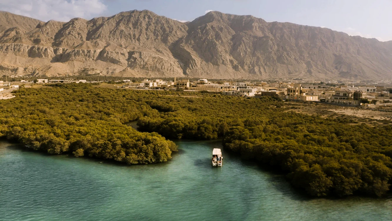 Pădure de mangrove