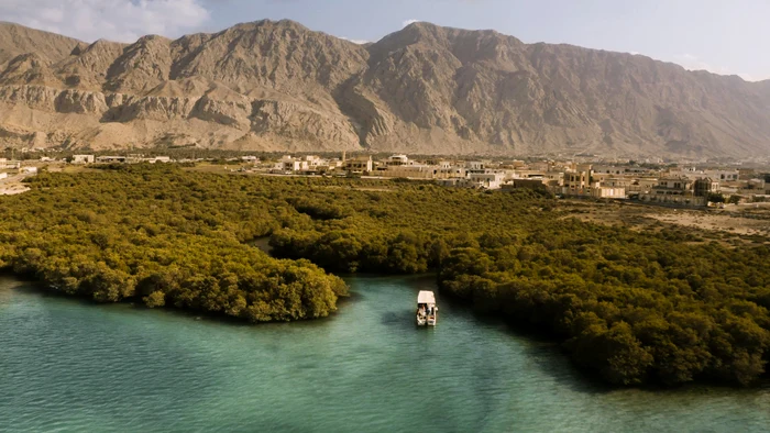 Pădure de mangrove
