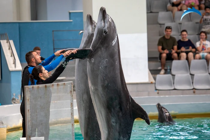 Spectacol cu delfini