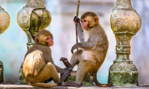 maimute roma antica jpg