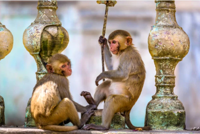 Maimuțele din Roma Antică erau destinate doar elitelor. Foto: IStock