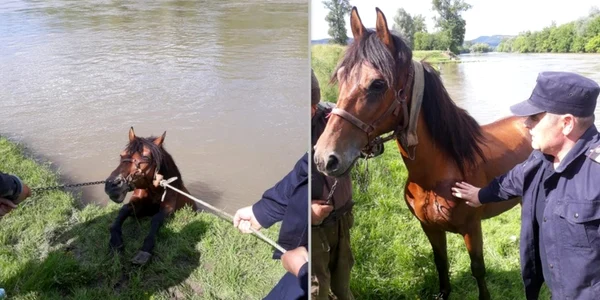 cal salvat de pompieri foto isu hunedoara