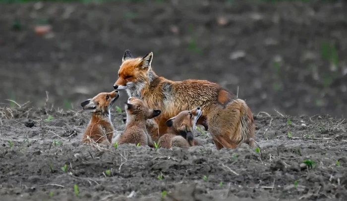 Familia de vulpi de pe Valea Mureșului. Foto: Cristian Resiga.