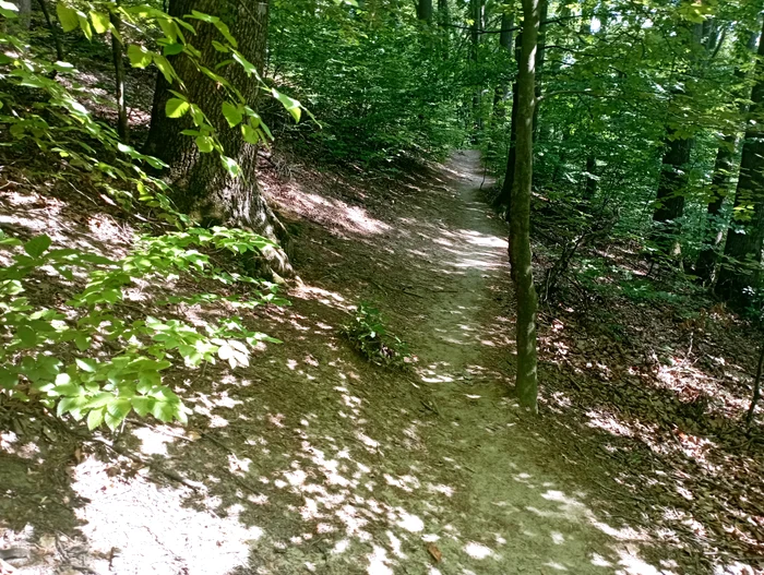 Poteca se pierde prin pădure FOTO Cosmin Zamfirache