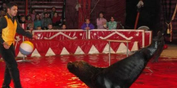 Circul Gartner promite numere spectaculoase de dresură