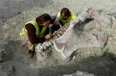 dinozaur sauropod eurek descopra 1024x680 png