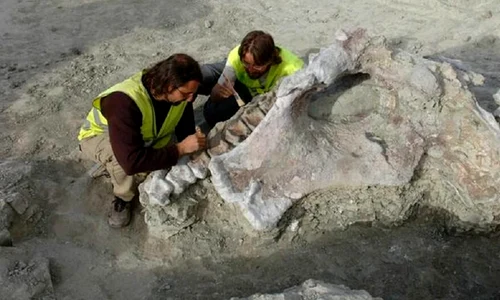 dinozaur sauropod eurek descopra 1024x680 png