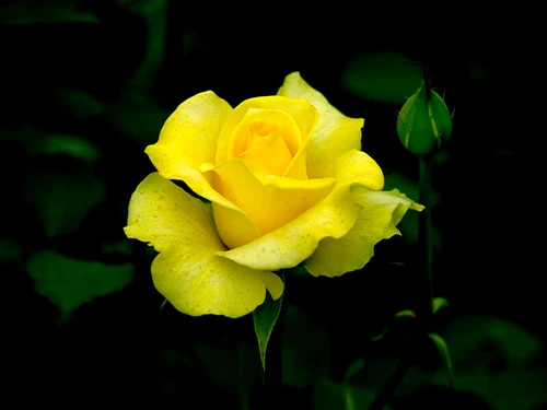 yellow rose jpg jpeg