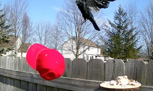 Cior antrrenate sa smulga sepci maga www threads com @biz dave post jpg