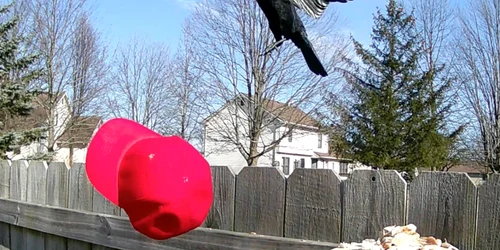 Cior antrrenate sa smulga sepci maga www threads com @biz dave post jpg