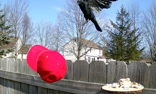 Cior antrrenate sa smulga sepci maga www threads com @biz dave post jpg