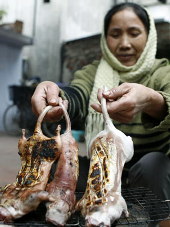 Şobolan la grătar, în Cambodgia