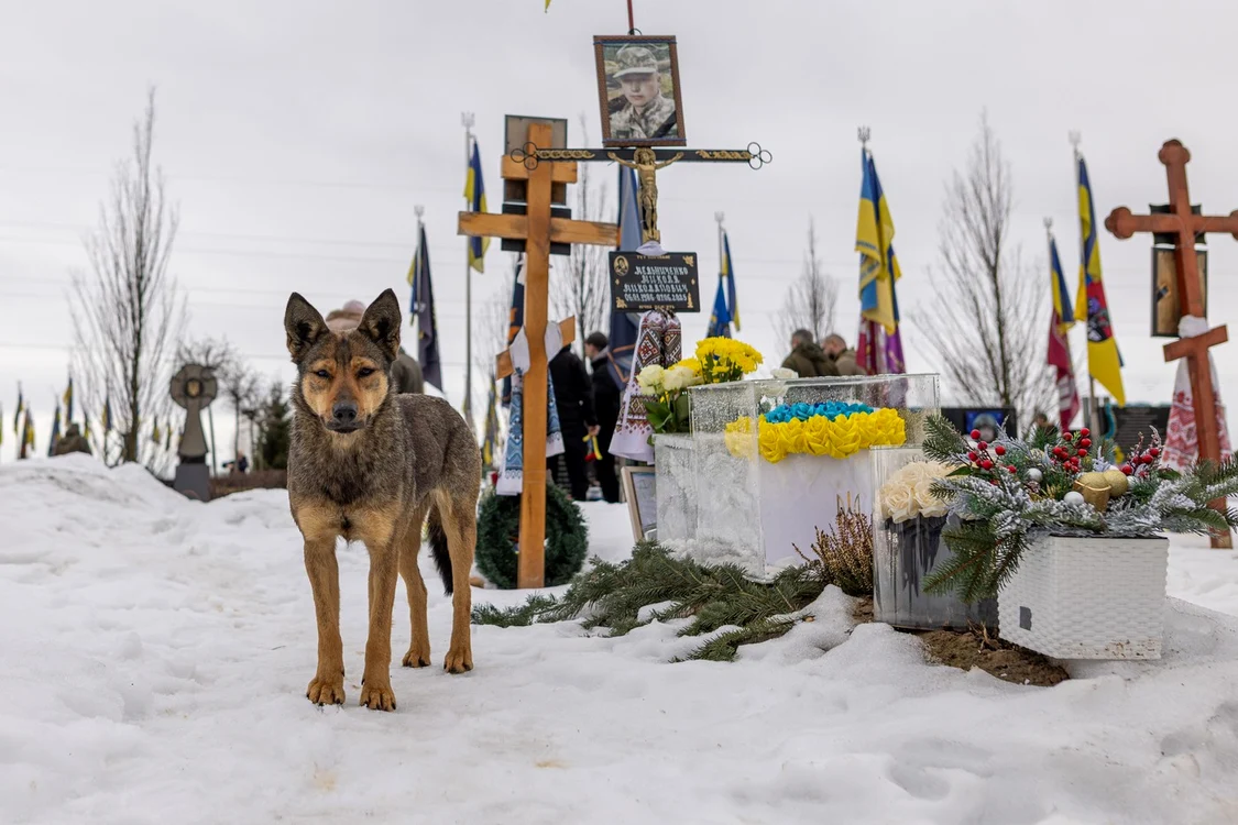 Câinii nu mai arată la fel în zona de război FOTO Profimedia