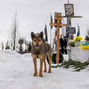 Câine în Ucraina FOTO Profimedia 