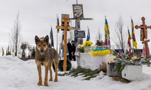 Câine în Ucraina FOTO Profimedia