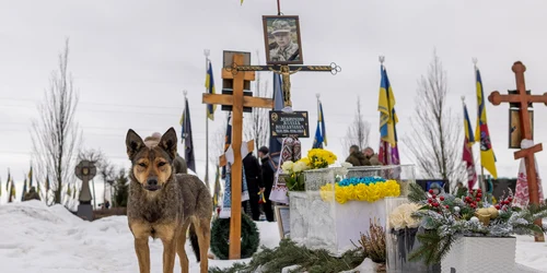 Câine în Ucraina FOTO Profimedia