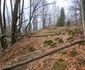 Cetatea dacică Fețele Albe Foto Daniel Guță ADEVĂRUL (46) jpg