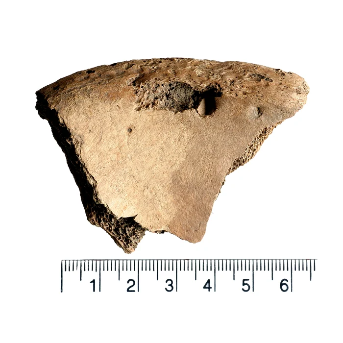 Urme de mușcături descoperite pe scheletul unui gladiator roman (© Facebook / York Archaeology)